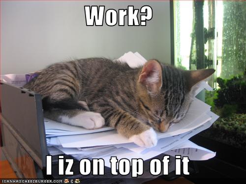 kitten-is-on-top-of-work